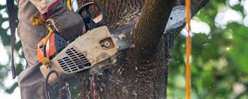 Best Tree Risk Assessment  in Forsyth, GA