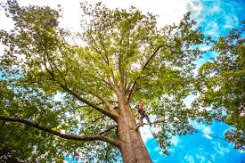 Tree and Shrub Care in Forsyth, GA