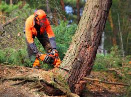 Best Tree Trimming and Pruning  in Forsyth, GA