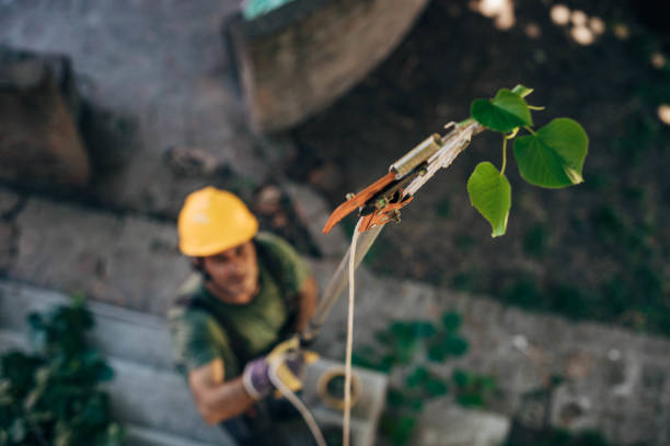 Best Leaf Removal  in Forsyth, GA