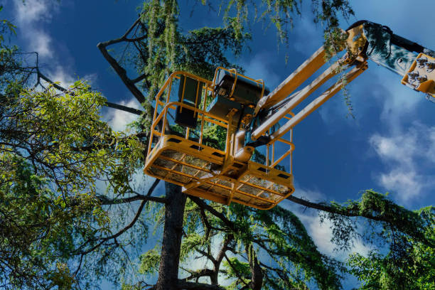 Best Palm Tree Trimming  in Forsyth, GA