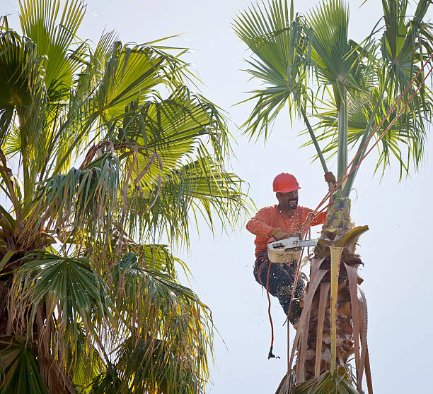 Best Fruit Tree Pruning  in Forsyth, GA