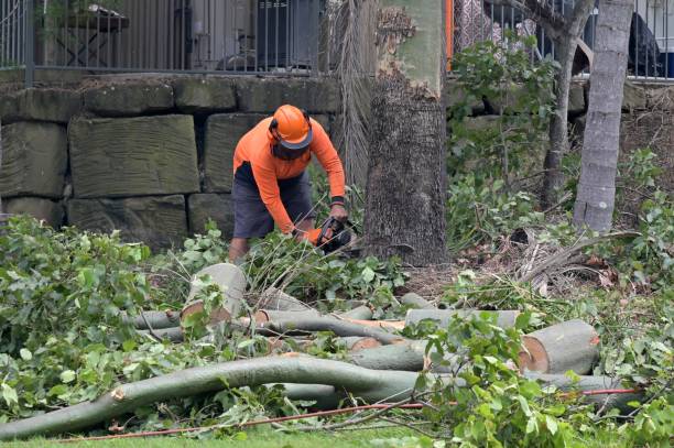 Best Tree Cabling and Bracing  in Forsyth, GA