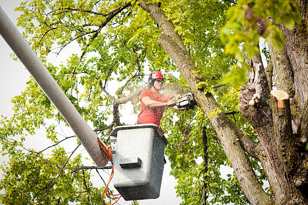 Reliable Forsyth, GA Tree Care Services Solutions