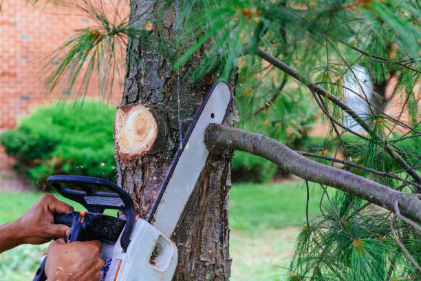 How Our Tree Care Process Works  in  Forsyth, GA